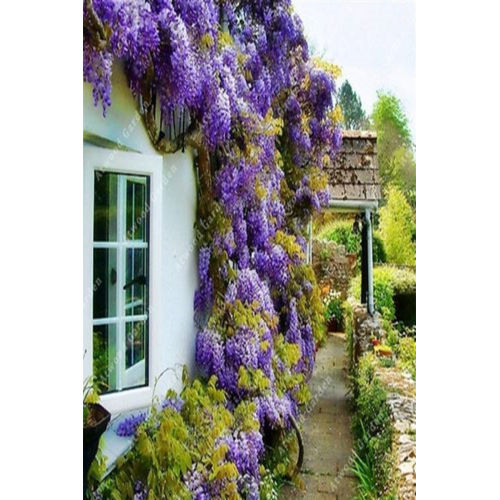 Wisteria Sinensis Kokulu Çin Morsalkım Mor Salkım Fidanı 20-40 Cm