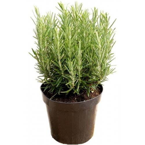 Saksılı Biberiye Fidanı 1 Adet 15-25 Cm Rosemary