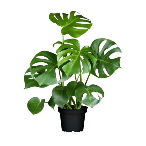 Deve Tabanı - Monstera Deliciosa - 50 Cm Boyunda