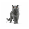 Royal Canin British Shorthair Kedi Maması 2 KG